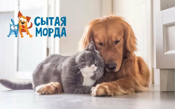 Изображение акции